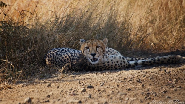 14278790309_b6ca6c85b6_o