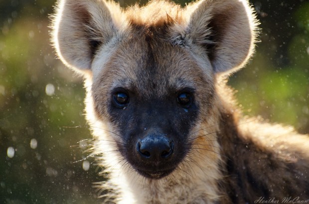 14496441312_537cc07921_o